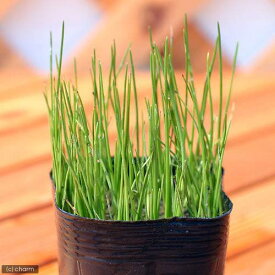 （山野草）ヒメホタルイ（姫蛍藺）（1ポット）（休眠状態）