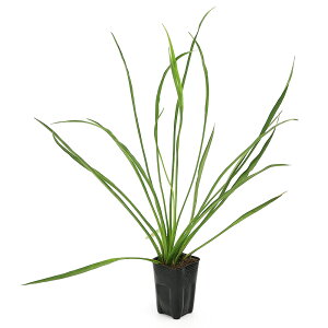 iR쑐jz\owI_Jiחt̓I_Jji1|bgjixԁj