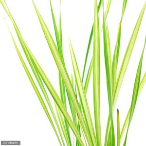 iR쑐jtCRK}i菬ji1|bgjixԁj