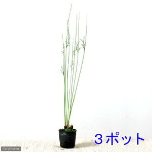 iR쑐ju[COTiu[aji3|bgjixԁj