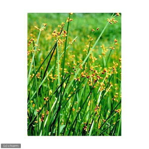 iR쑐jTJNCiOpaji3|bgjixԁj