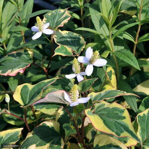 iR쑐jܐFhN_~ihN_~j3i1|bgjixԁj