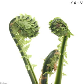 （山野草）シダ（羊歯）コゴミ（クサソテツ）3〜4号（1ポット）家庭菜園　山菜　宿根草（休眠状態）