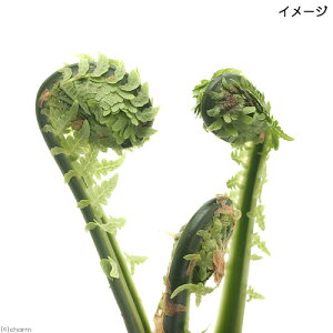 iR쑐jV_irjRS~iNT\ecj3`4i1|bgjƒ؉@R؁@hixԁj