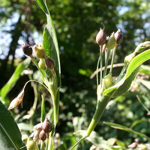 iR쑐jWY_}̕c@3i1|bgjixԁj