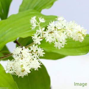 iR쑐jLUTijixԁj@3i1|bgjixԁj