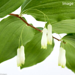 iR쑐j~}iRi[RqSj@3i1|bgjixԁj