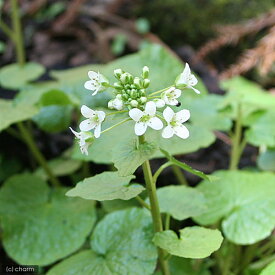 （山野草）山菜　ワサビ（山葵）　3号（1ポット）　家庭菜園