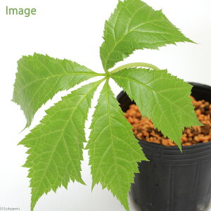 iR쑐jO}\Eiԑj3i1|bgjixԁj