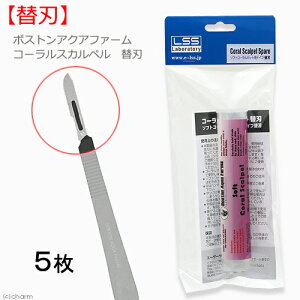 {XgANAt@[@R[XJy@֐n@5@TS@c[@ɐB@֓