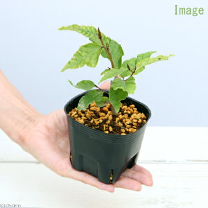 (山野草)盆栽 ブナの苗 3号(1ポット)(休眠状態)