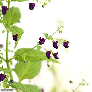 iR쑐jԃqLIRViԈNj@3`3D5i1|bgjixԁj