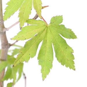 iR쑐j~́@in~W@RnE`JGfi@C^~Wj@3i1|bgjixԁj