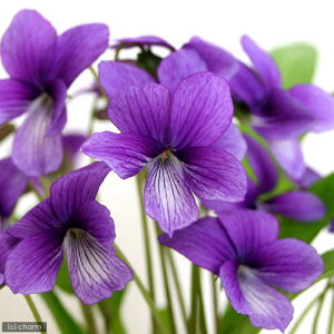 (山野草)スミレ(菫)マンジュリカ(本菫) 2.5〜3号(1ポット)(休眠状態)