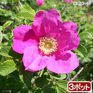 iR쑐jn}iXil֎qj@c@3i3|bgZbgjixԁj