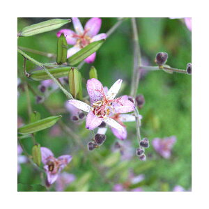 iR쑐jzggMXimCj@i킨܂@3i3|bgZbgjixԁj