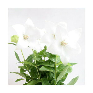 iR쑐jLLEij[j@ԋj[@3`3D5i1|bgjixԁj