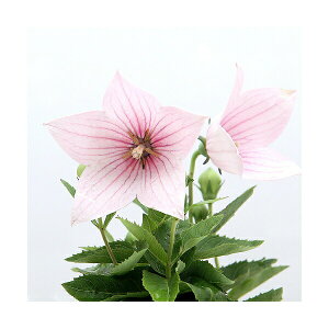 iR쑐jLLEij[j@ԋj[@3`3D5i1|bgjixԁj