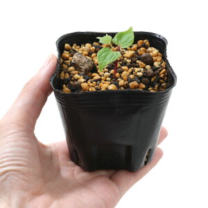 iR쑐j~́@}uhEiRj̕c@3i1|bgjixԁj