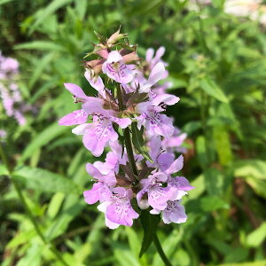 iR쑐jCkS}iӖj@3i1|bgjixԁj