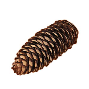 Y@ڂ@1@̂@pCR[@Y@Y@F@֓