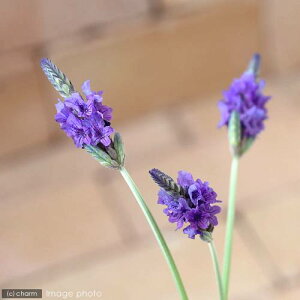 iϗtAjn[uc@x_[@[Xx_[@3`3D5i3|bgj@ƒ؉