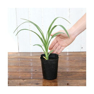 iR쑐jwJX@iEԐF܂iLڂȂj@3i1|bgjixԁj