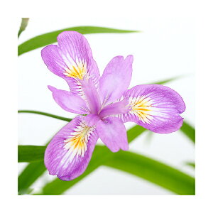 iR쑐jqVKiPˊj2D5i1|bgjixԁj