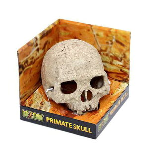 GEX エキゾテラ スカル 爬虫類 レイアウト用品 隠れ家 バスキング 関東当日便