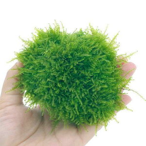 ij琬ρ@ăEB[X@n΁@SSTCYi8cmȉjitji_ji1j