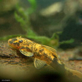 （熱帯魚）オレンジ・ブッシープレコ（1匹）　北海道航空便要保温