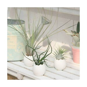 iϗtAj̕܂`ri3ZbgjiCIi^@u{[T@WZAj@A@@@v[g