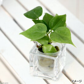 （観葉植物）ミニ観葉　オアシス苗　オキシカラジューム　緑（1苗）