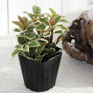 iR쑐j~́@\@胄uREWiMqj@3i1|bgj