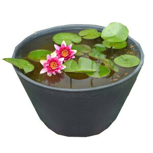 (ビオトープ)(めだか)初心者向け 睡蓮鉢で育てる メダカ飼育セット(グレー)温帯性スイレン赤+ひめだか6匹 説明書付 本州四国限定 飼育セット