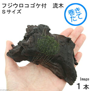 (水草)巻きたて フジウロコゴケ(スパーテンモス) 流木 Sサイズ(約15cm)(無農薬)(水中葉)(1本)