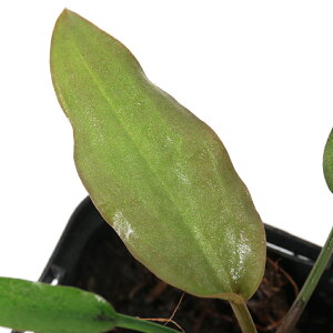 ijNvgRl@Ai~J@Vietnamitji1|bgj@kCEBq֗vۉ