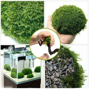 ijā@X[iăEB[XjMTCYitji_ji1j