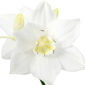 （観葉植物）アマゾンリリー（ユーチャリス　グランディフローラ）3号（1ポット）