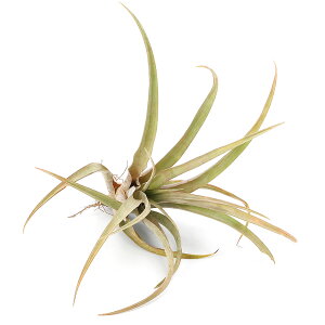 iϗtAjGA[vc@`WA@Js^[^@CG[@Li1j