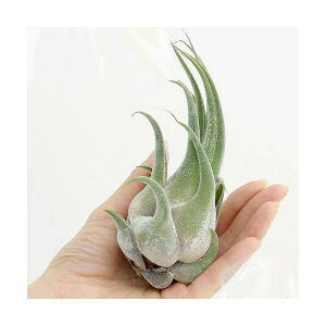 iϗtAjGA[vc@`WA@ZAi@LTCYi1j