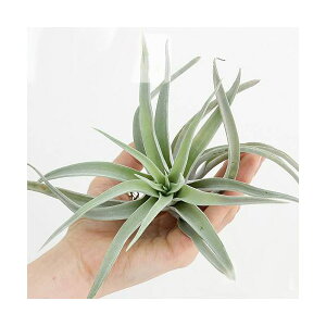 �i�ϗt�A���j�G�A�[�v�����c�@�`�����W�A�@�n���V�[�@L�T�C�Y�i1���j