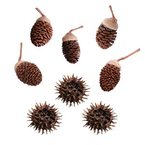 ₵Ԃ̎@ǂ񂮂Xqti5j{tE̎i3j@NX}X@֓