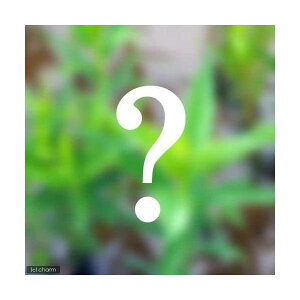 irIg[vjA@܂Lsi3|bgZbgjixԁj