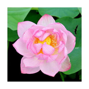 �i�r�I�g�[�v�j�@�@�n�X�i�s���N�j�@���@�i�W���E�_�C�����j�i1�|�b�g�j�i�x����ԁj