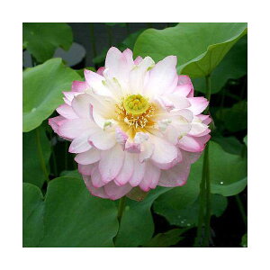 irIg[vj@@nXi`j@fibJGCZcj^i1|bgjixԁj