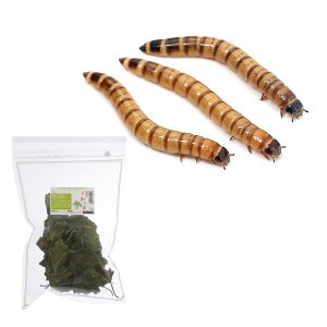 iajrbO~[iWCAg~[j@100g@h{Zbg@a@{Bl