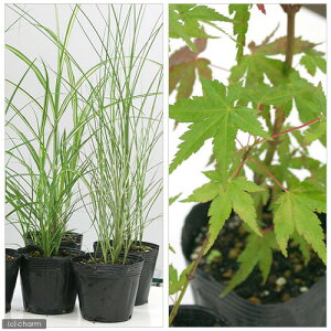 (山野草)秋を感じる草花 もみじ/ススキ 2種セット(休眠状態)