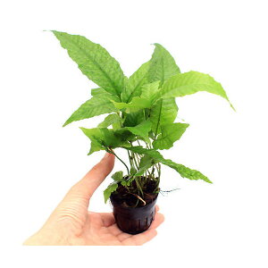 ieEjWt@i3|bgj@kCEBq֗vۉ