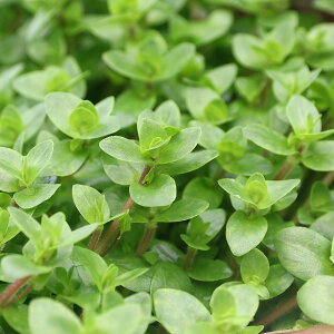 ijoRpspD[C}itji_ji20{j